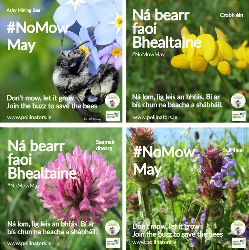 No Mow May Don’t mow, let it grow! Leave it Bee!